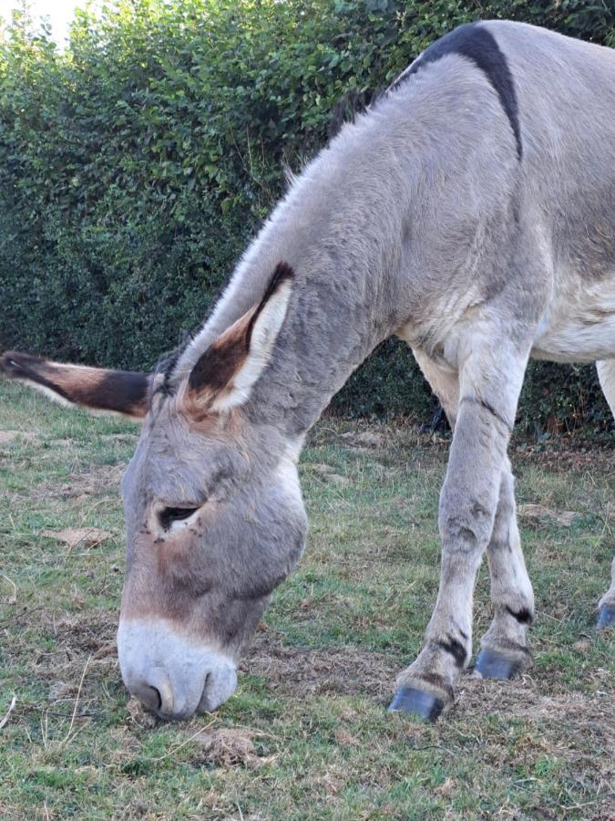 La Suite De Louane Grumesnil Esterno foto